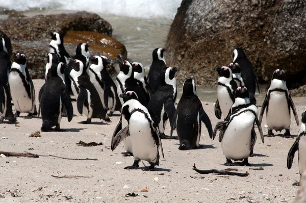 Boulders beach — Stockfoto