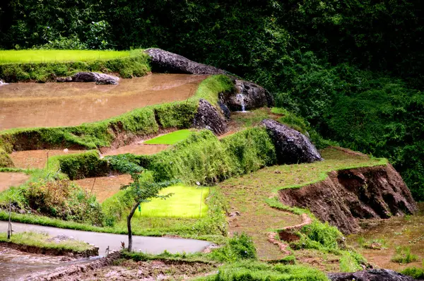 Terraços de arroz verde — Fotografia de Stock