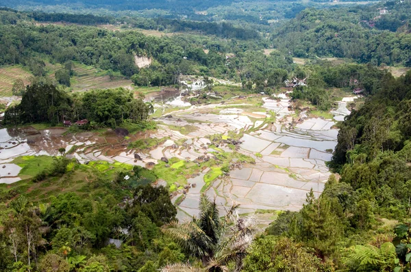 Green rice terraces — Stock Photo, Image