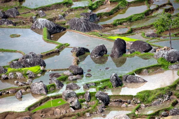 Terraços de arroz verde — Fotografia de Stock