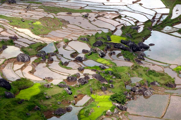 Groene rijstterrassen — Stockfoto