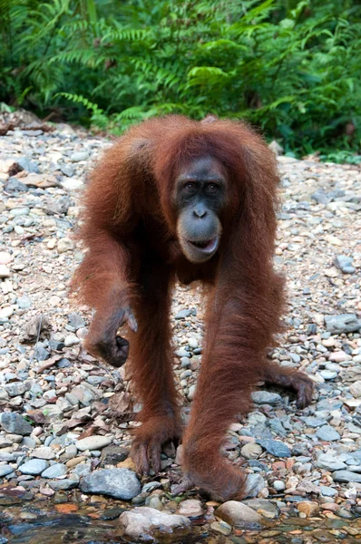 Orangután —  Fotos de Stock