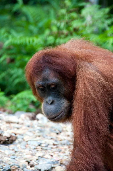 Orangutang — Stockfoto