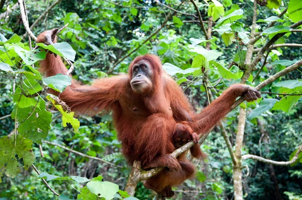 Orangutan — Stok fotoğraf