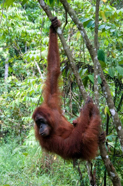 Orangutan — Stock fotografie