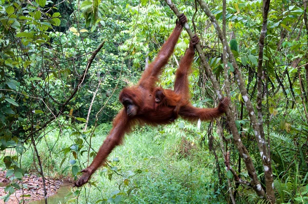 オランウータン — ストック写真