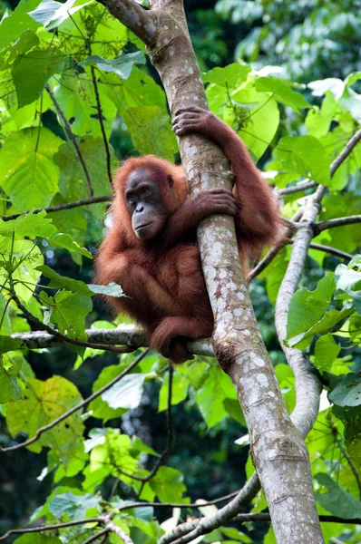 Orangután — Foto de Stock