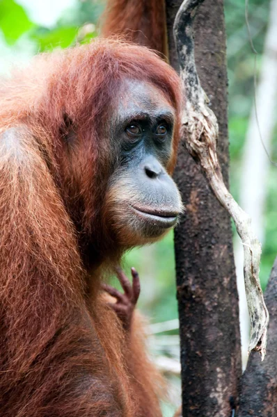 Orang-Utan — Stockfoto