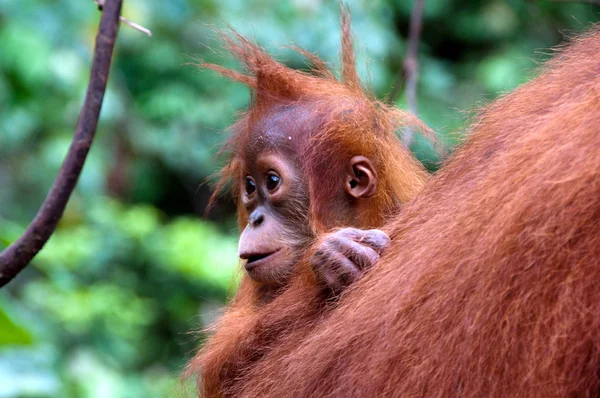 orangutan