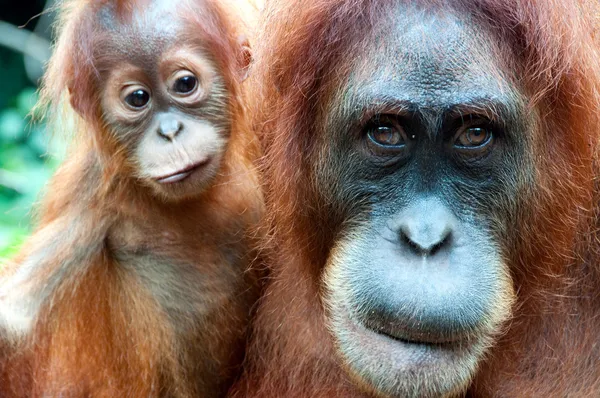 Orangutan — Stok fotoğraf