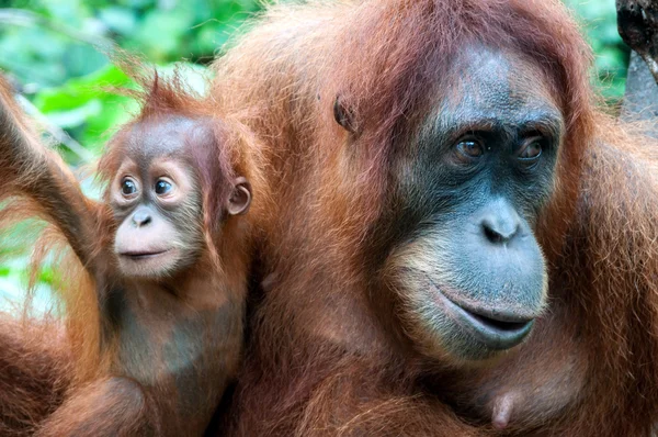 Orang-Utan — Stockfoto