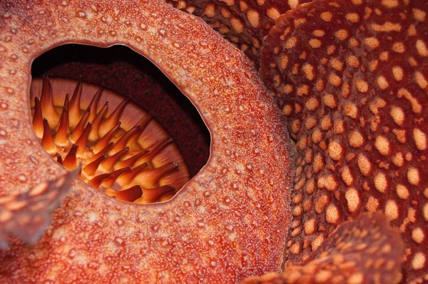 Rafflesia — Photo