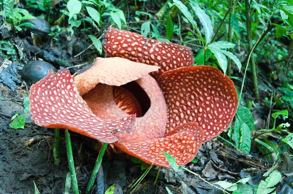 Rafflesia — Stock Photo, Image