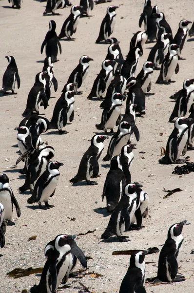 Boulders beach Royaltyfria Stockbilder