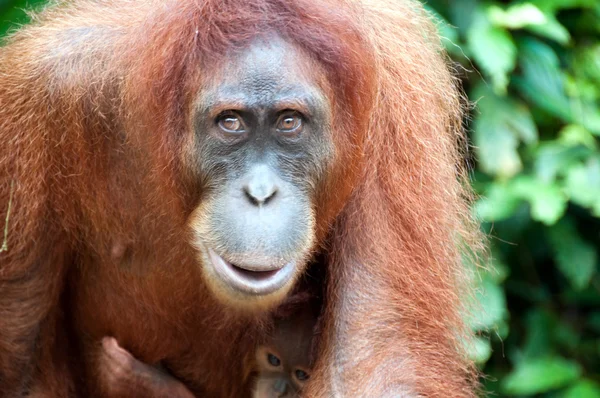 Orangutang Stockbild