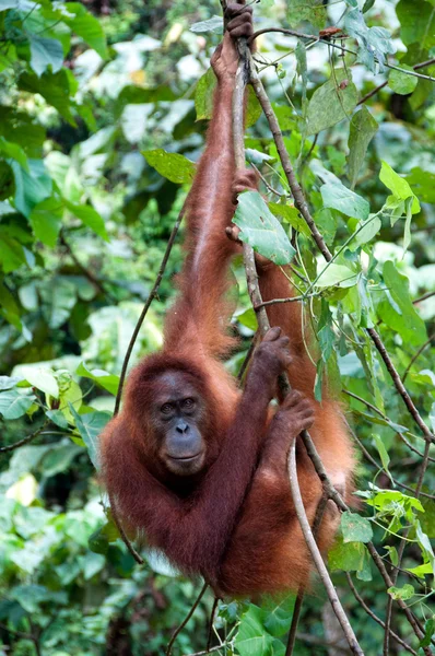 Orangután Imagen de stock