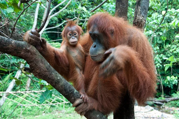 Orangutang Stockfoto