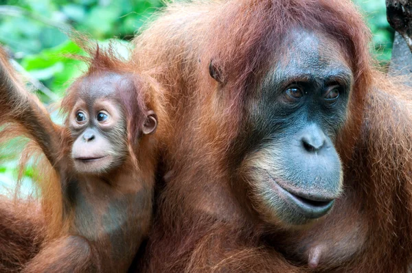 Orangutang Royaltyfria Stockbilder