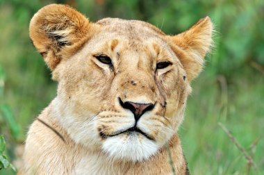 Aslan