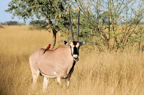 Afrika antilobu