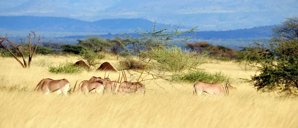 Oryx... — Fotografia de Stock