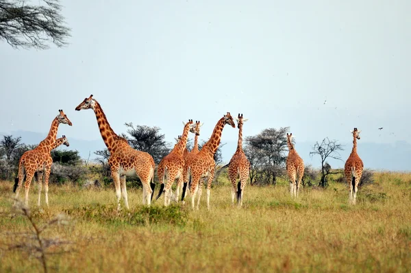 Giraffen — Stockfoto