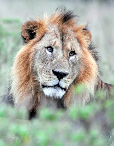 León majestuoso — Foto de Stock