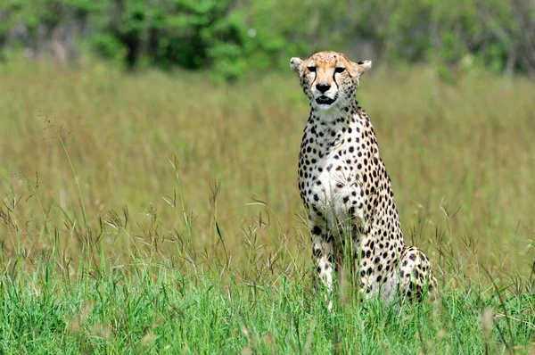 Cheetah met cub — Stockfoto