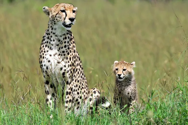 Cheetah met cub — Stockfoto