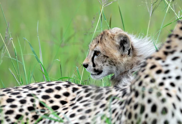 Çita yavrusu ile — Stok fotoğraf