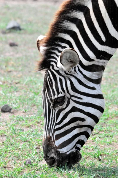 Zebra — Stok fotoğraf