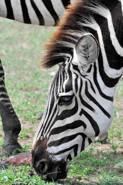 Zebra — Stok fotoğraf