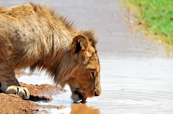 Löwenmännchen trinkt — Stockfoto