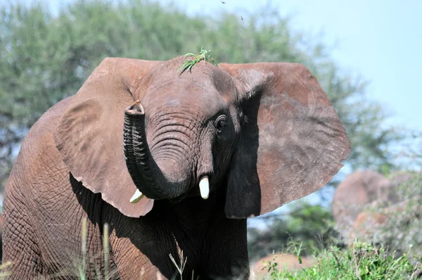 Stora manliga afrikansk elefant — Stockfoto