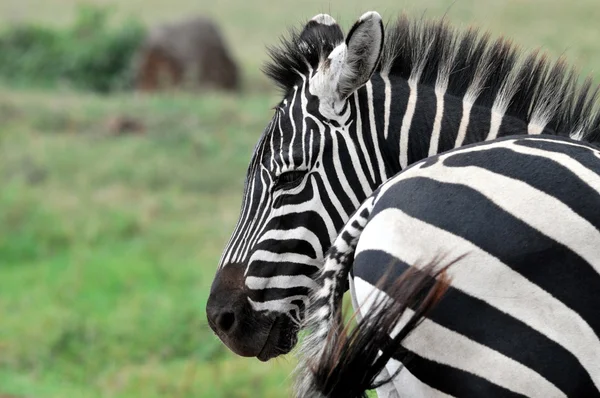 Zebran — Stockfoto