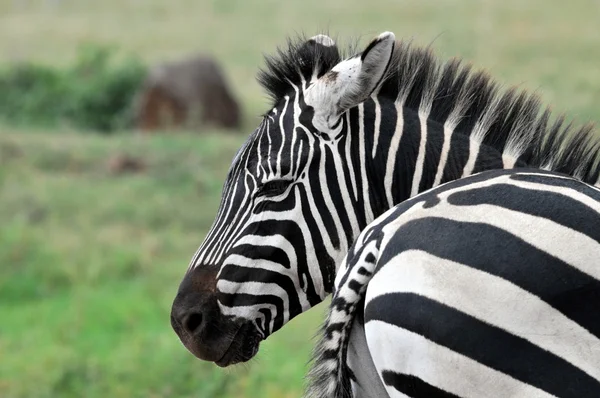 Zebra — Stok fotoğraf