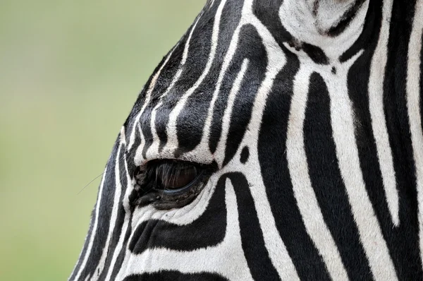 Zebra — Stok fotoğraf