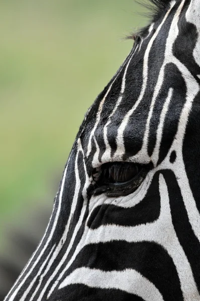 Zebra — Zdjęcie stockowe