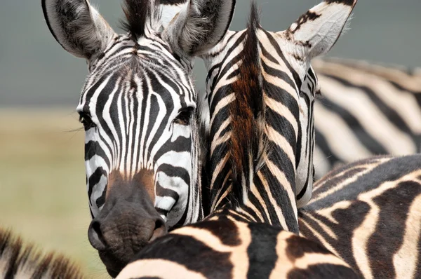 Zebra — Stok fotoğraf