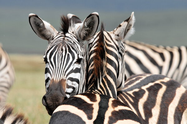 Zebra, Serengeti National Park, Tanzania, East Africa