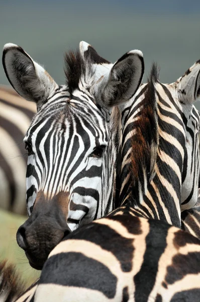 Zebra — Stok fotoğraf