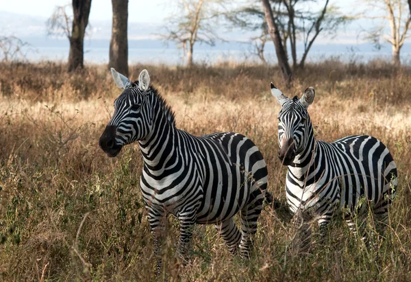 Zebran — Stockfoto