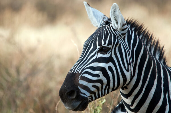 Zebra, Serengeti National Park, Tanzania, East Africa