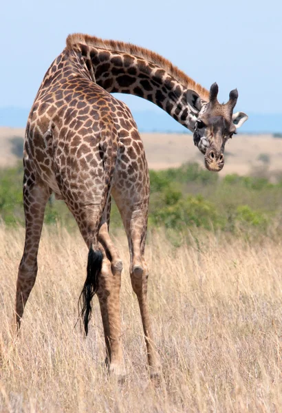 Giraffe — Stock Photo, Image