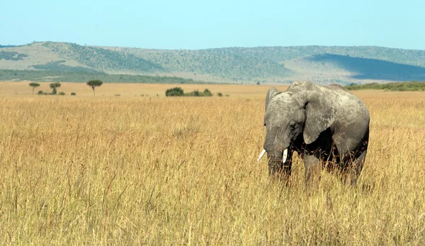 Afrikanischer Elefant — Stockfoto