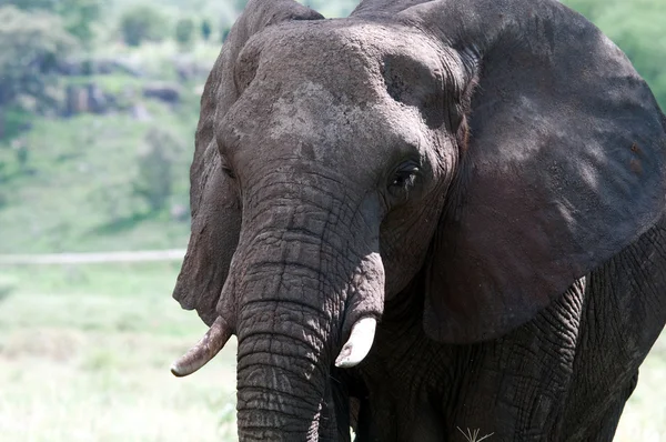 Afrikansk elefant — Stockfoto