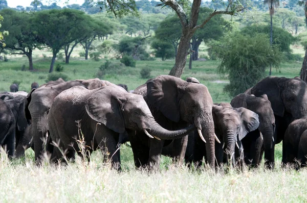 Elefante africano — Foto Stock