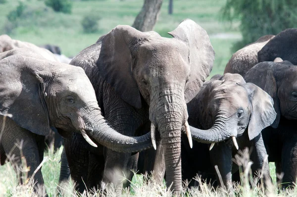 Slon africký — Stock fotografie