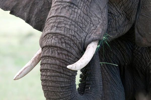 Elefante africano — Foto Stock