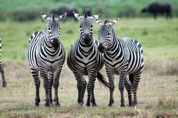 Zebra — Stockfoto